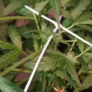 GrowDiary #1 ( Autoflowers )