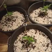 Growbox420
