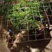 GrowDiary #1 ( Autoflowers )