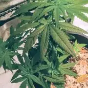 GrowDiary #1 ( Autoflowers )