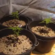 Growbox420