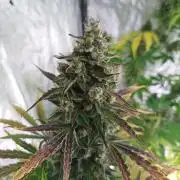 First grow in 2026