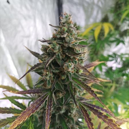 First grow in 2026
