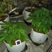 We are trying to grow photoperiod plants