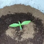 First grow in 2026