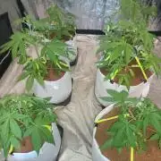 First grow in 2026