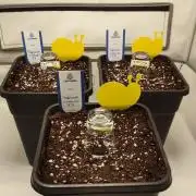 Fast Buds Purple Lemonade FF