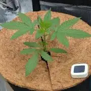 Tropicana Cookies FF