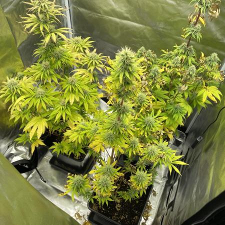 Hindu Kush