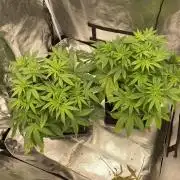 Hindu Kush die Zweite