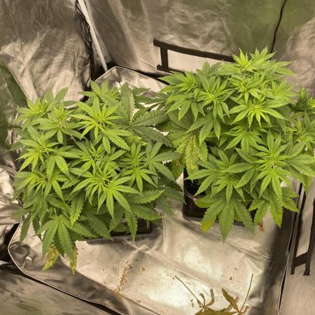 Hindu Kush die Zweite