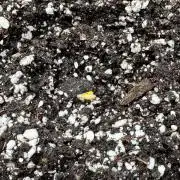 Granita / Picchu - Perfect Tree