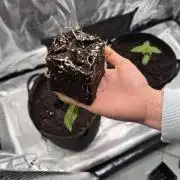 Zoapaya / Slurricane