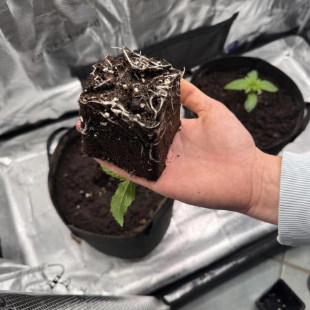 Zoapaya / Slurricane