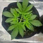 Zoapaya / Slurricane