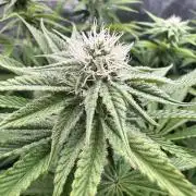 Granita / Picchu - Perfect Tree