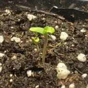 Zoapaya / Slurricane