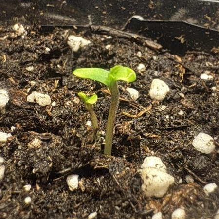 Zoapaya / Slurricane