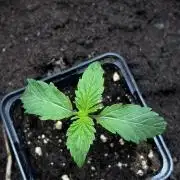 Zoapaya / Slurricane