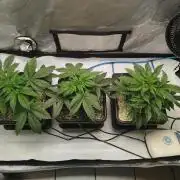 Creme-Tasmo/ Kiwi x NCH/ IcednBaked