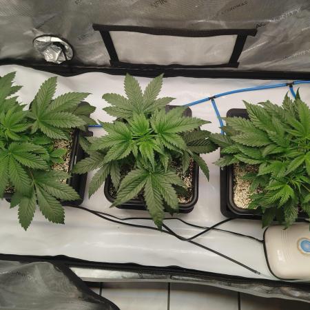 Creme-Tasmo/ Kiwi x NCH/ IcednBaked