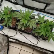 Iced 'n' Baked+ Freebie by Mephisto