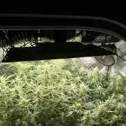 KMintz Auto by RipperSeeds