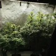 Creme-Tasmo/ Kiwi x NCH/ IcednBaked