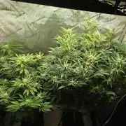 Creme-Tasmo/ Kiwi x NCH/ IcednBaked