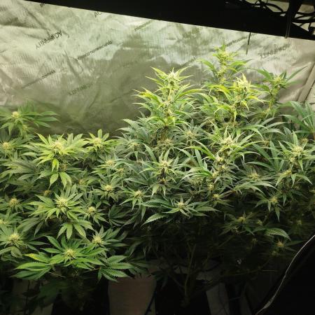 Creme-Tasmo/ Kiwi x NCH/ IcednBaked