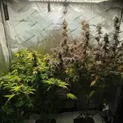 Creme-Tasmo/ Kiwi x NCH/ IcednBaked