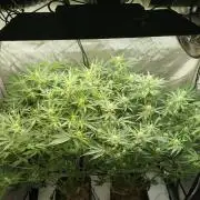 KMintz Auto by RipperSeeds