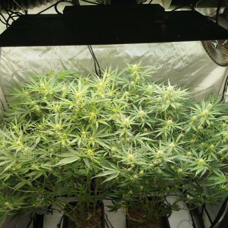 KMintz Auto by RipperSeeds