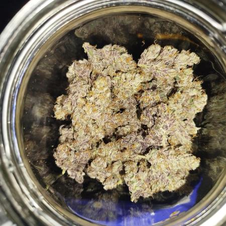 Iced 'n' Baked+ Freebie by Mephisto