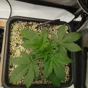 Creme-Tasmo/ Kiwi x NCH/ IcednBaked