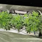 Creme-Tasmo/ Kiwi x NCH/ IcednBaked