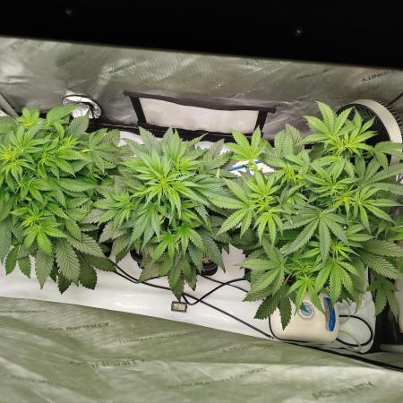 Creme-Tasmo/ Kiwi x NCH/ IcednBaked