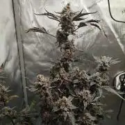 Iced 'n' Baked+ Freebie by Mephisto