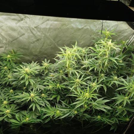 Creme-Tasmo/ Kiwi x NCH/ IcednBaked