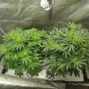 Creme-Tasmo/ Kiwi x NCH/ IcednBaked