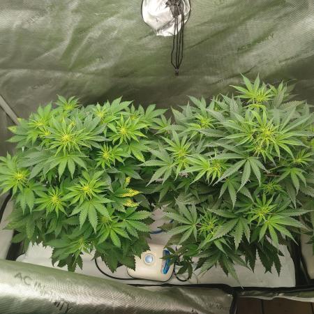 Creme-Tasmo/ Kiwi x NCH/ IcednBaked