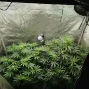 Creme-Tasmo/ Kiwi x NCH/ IcednBaked