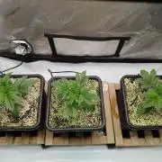 Creme-Tasmo/ Kiwi x NCH/ IcednBaked