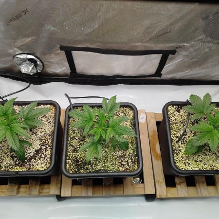 Creme-Tasmo/ Kiwi x NCH/ IcednBaked