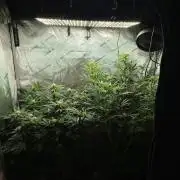 Creme-Tasmo/ Kiwi x NCH/ IcednBaked