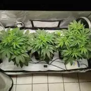 Creme-Tasmo/ Kiwi x NCH/ IcednBaked