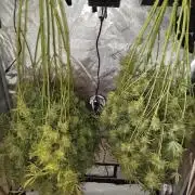 KMintz Auto by RipperSeeds