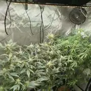 Iced 'n' Baked+ Freebie by Mephisto