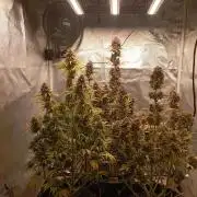 First Tent