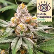 First time grow, Auto Pink Panties